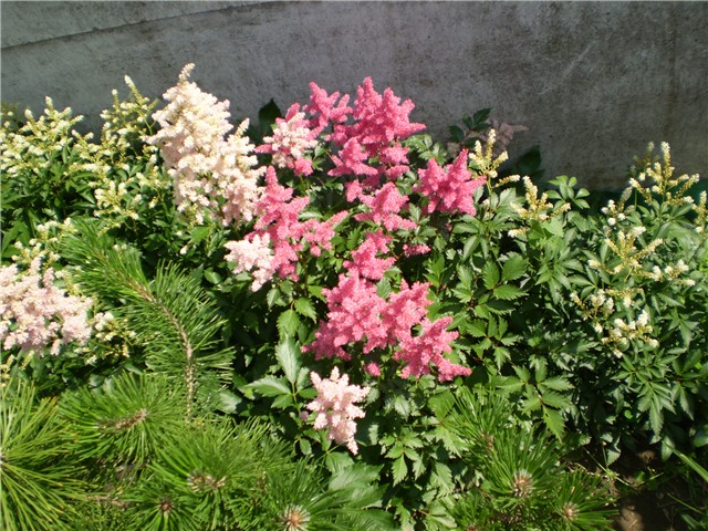 astilbe